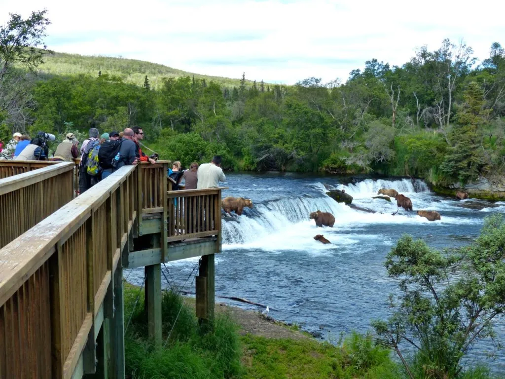 Seeing a Grizzly Bear in Alaska