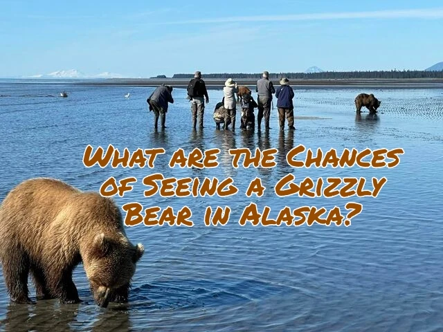 What are the Chances of Seeing a Grizzly Bear in Alaska?
