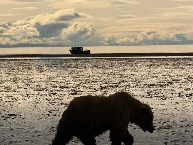 bear viewing alaska