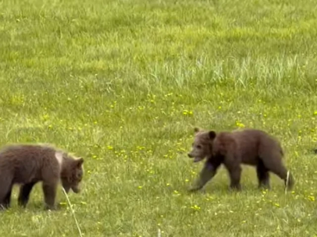 chinitna bay bear tours