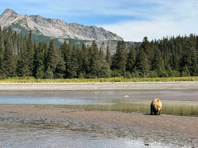 Bear Viewing in Alaska