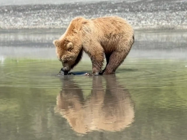 Bear Viewing in Alaska