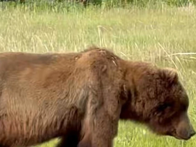 Bear Viewing in Alaska