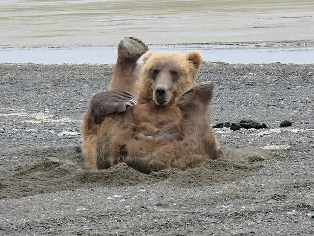Bear Watching in Alaska