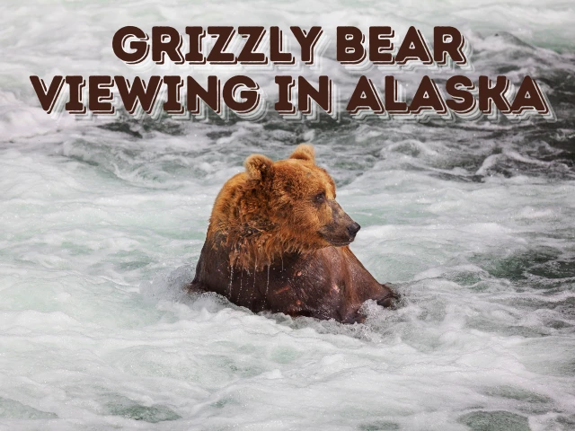 Grizzly Bear Viewing in Alaska
