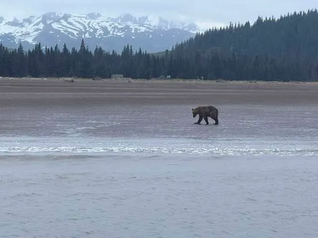 alaska bear viewing trips