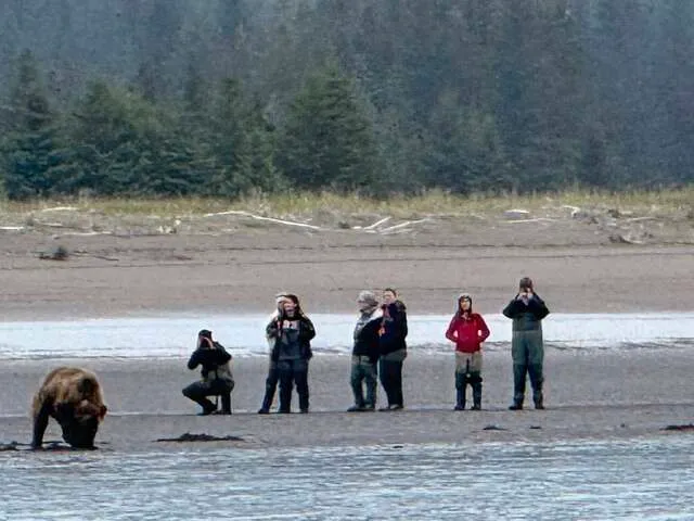 alaskan brown bear tours