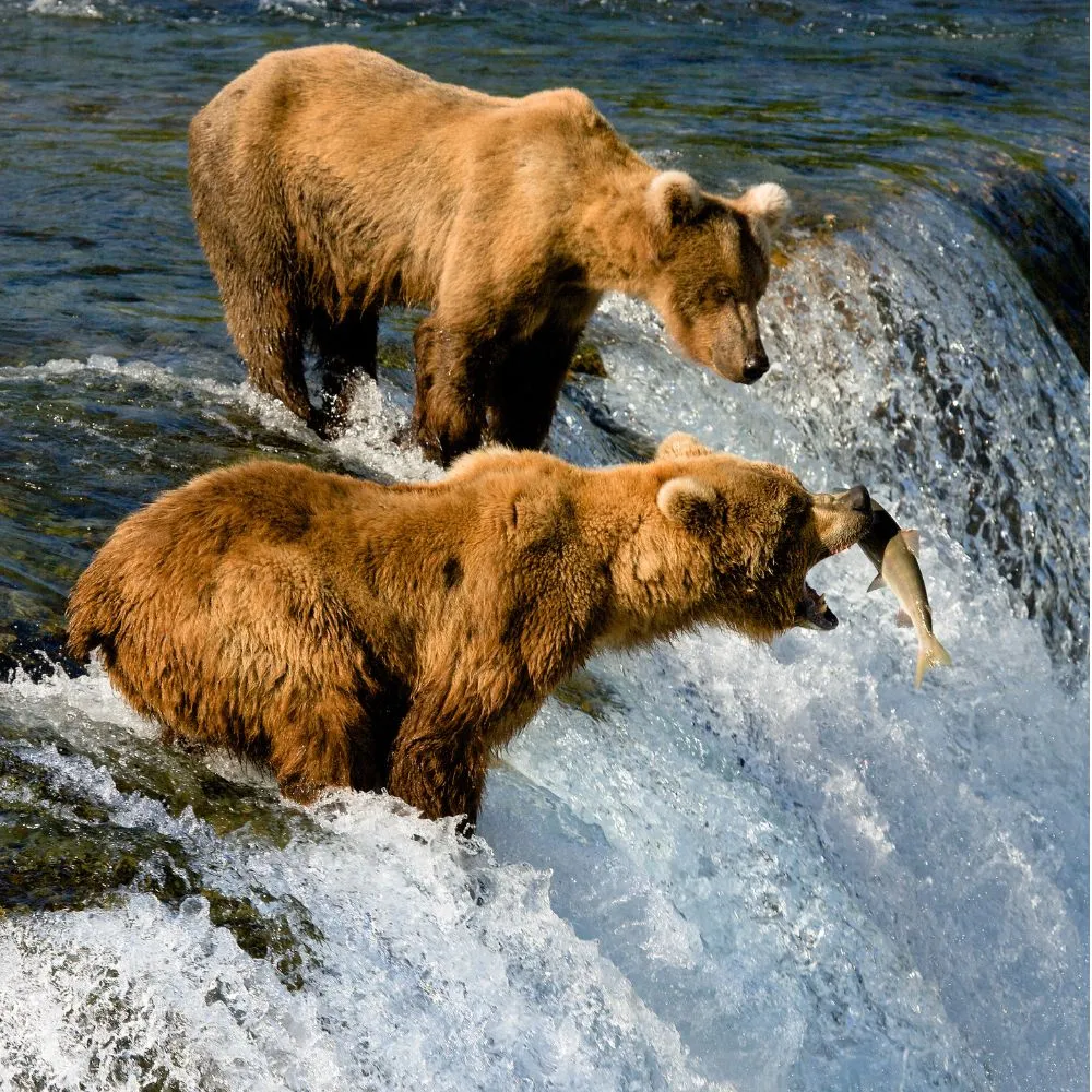 bear watching in Alaska