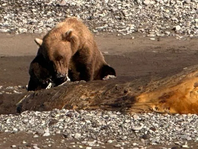 Bear Watching Alaska