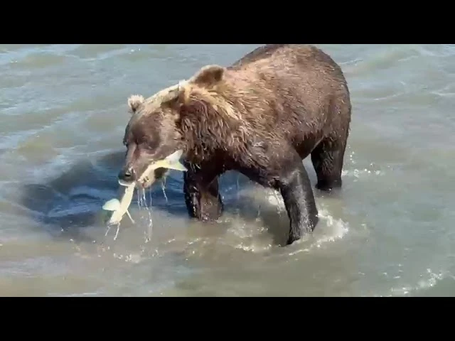 Bear Viewing in Alaska