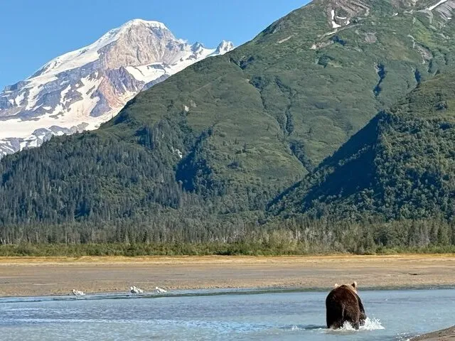 bear watching alaska