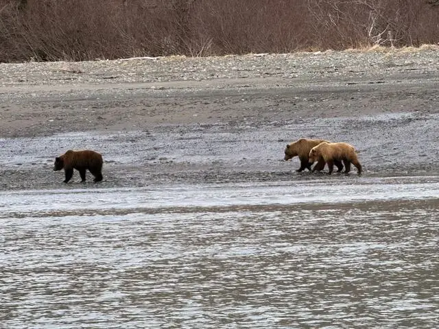 bear viewing in alaska