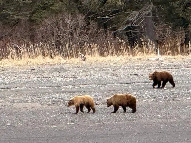 bear viewing in alaska