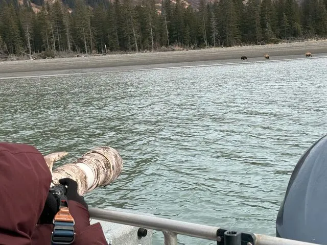 bear viewing in alaska