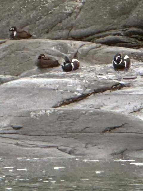 birds watching in alaska