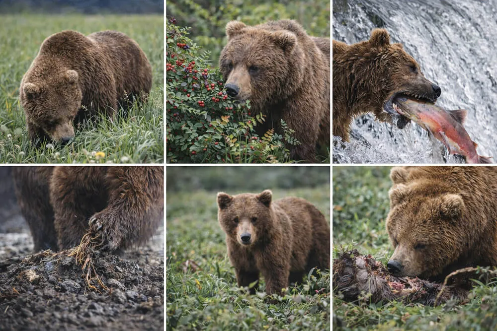 Bears Eat in Alaska