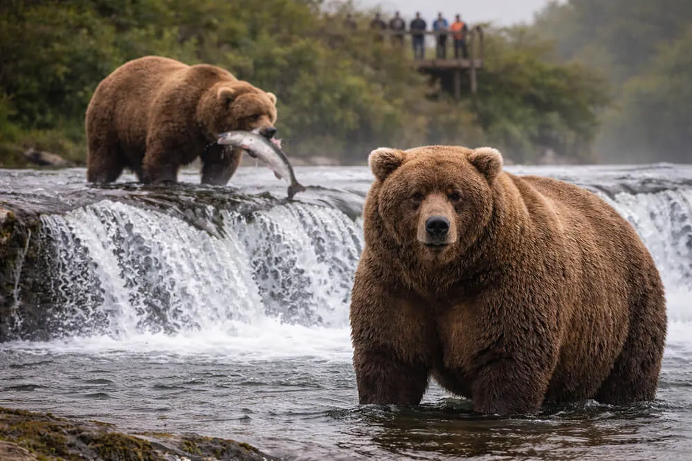 Fat Bear Week? Alaska’s Famous Bear Event