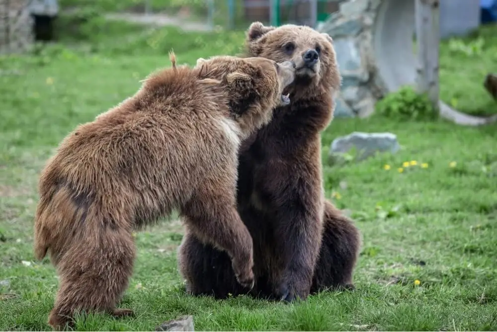 Kodiak Bears Friendly to Humans in Alaska