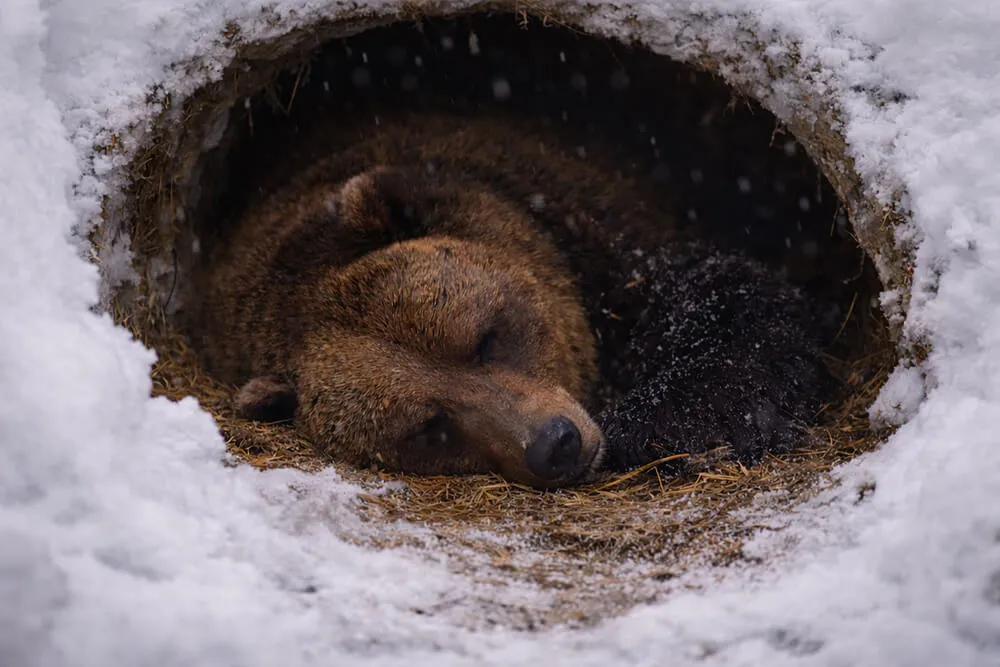 Kodiak Bears Hibernate Longer Than Other Alaska Bears