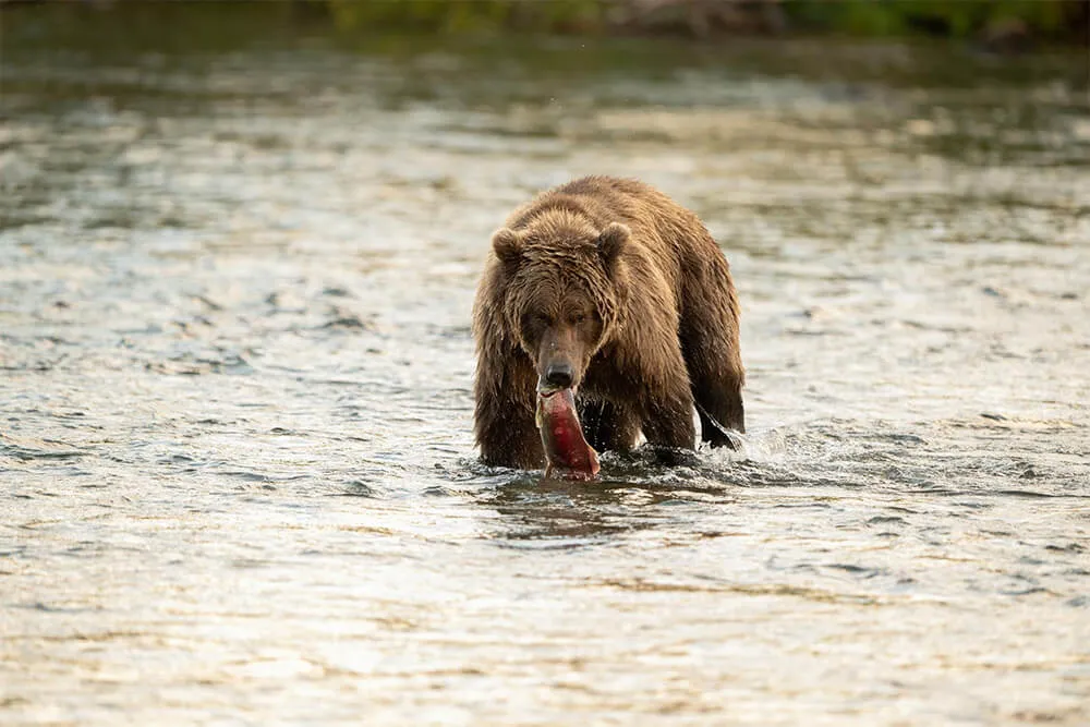 Kodiak Bears Only Exist in One Part of Alaska