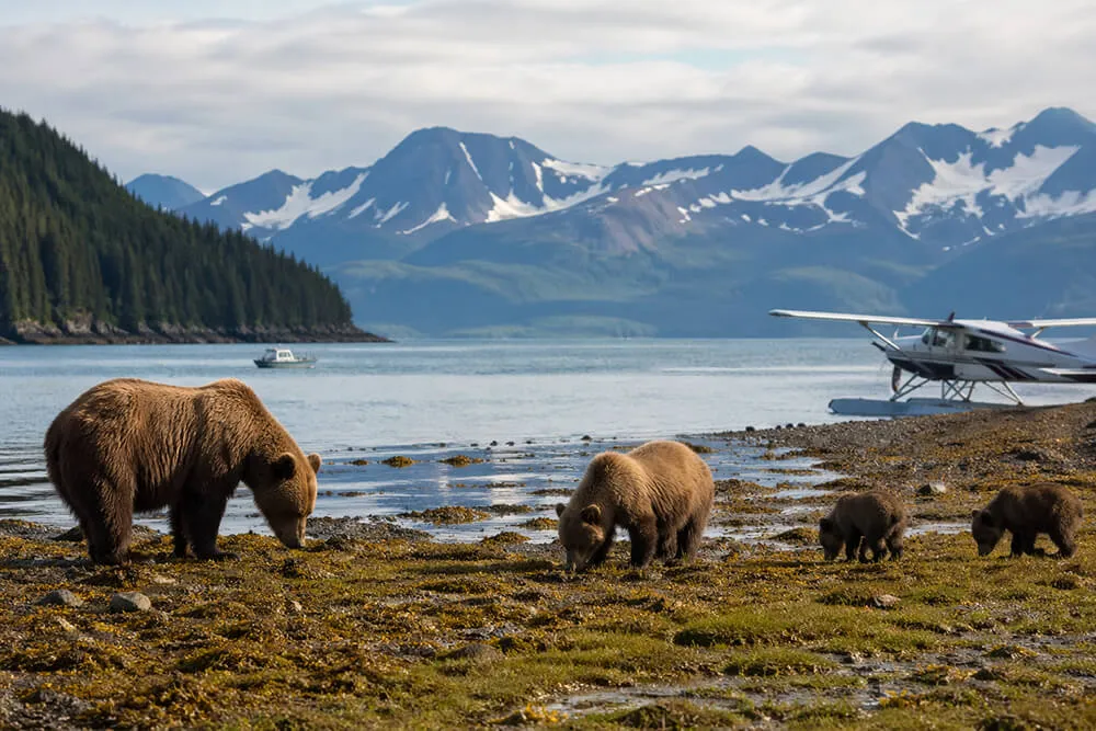 Bears on a One-Day Trip From Homer