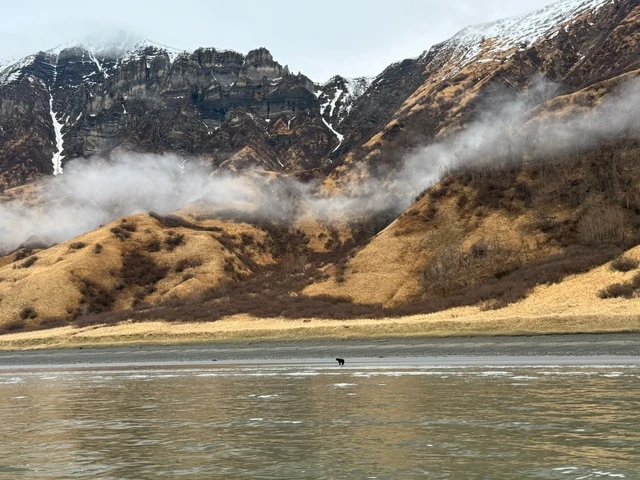 Bear Viewing in Alaska