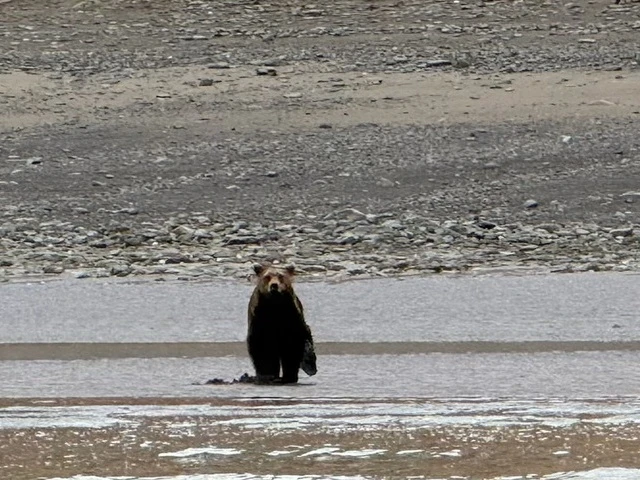 Bear Viewing in Alaska