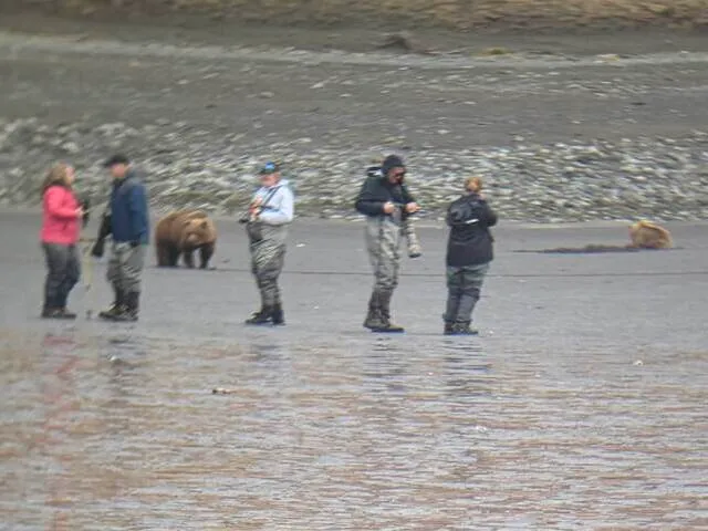 Bear Viewing in Alaksa