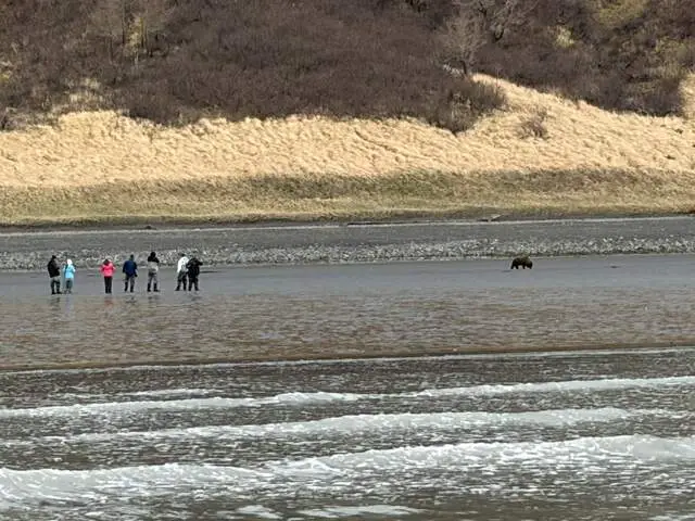 Bear Viewing in Alaksa