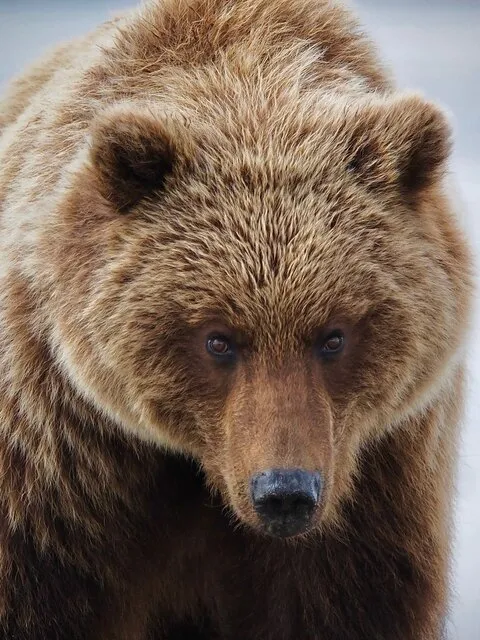 Bear Viewing in Alaska