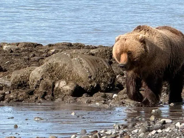 Bear Viewing in Alaska