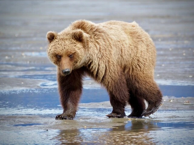 Bear Viewing in Alaska