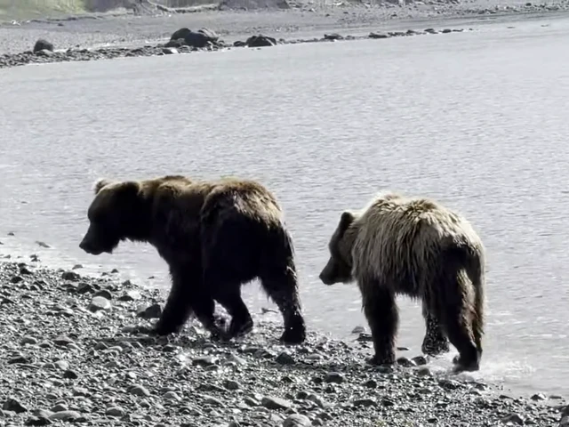Bear Viewing in Alaska