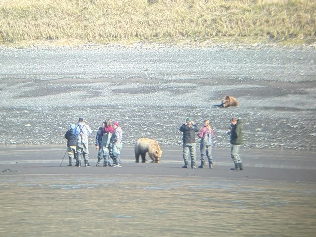 Bear Viewing in Alaska