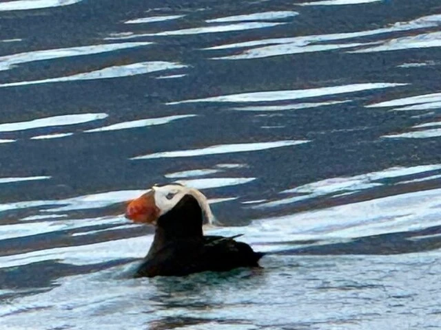 Tours in Alaska