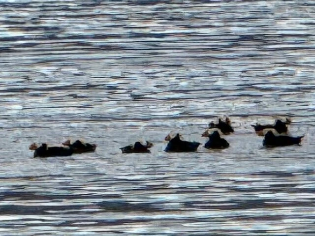 Tours in Alaska