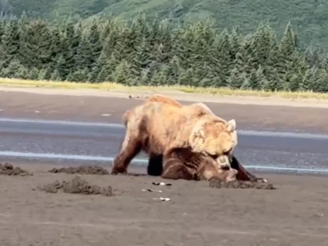 Bear Viewing in Alaska